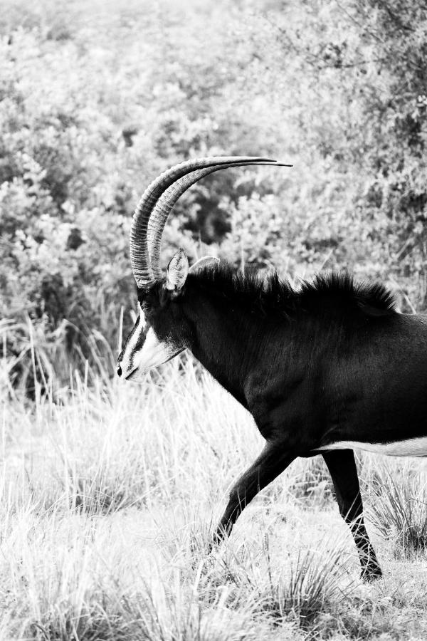 Letamo At Qwabi Private Game Reserve By Newmark Bela-Bela Buitenkant foto