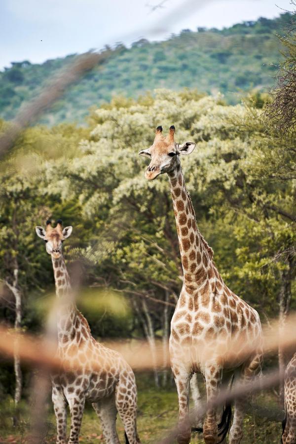 Letamo At Qwabi Private Game Reserve By Newmark Bela-Bela Buitenkant foto
