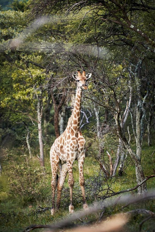 Letamo At Qwabi Private Game Reserve By Newmark Bela-Bela Buitenkant foto